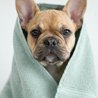 attitude-furry-friends-2-in-1-hundeshampoo-hafer-duftfrei-beruhigend image 3