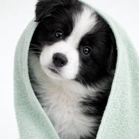 attitude-furry-friends-2-in-1-hundeshampoo-coconut-breeze-desodorierend image 3